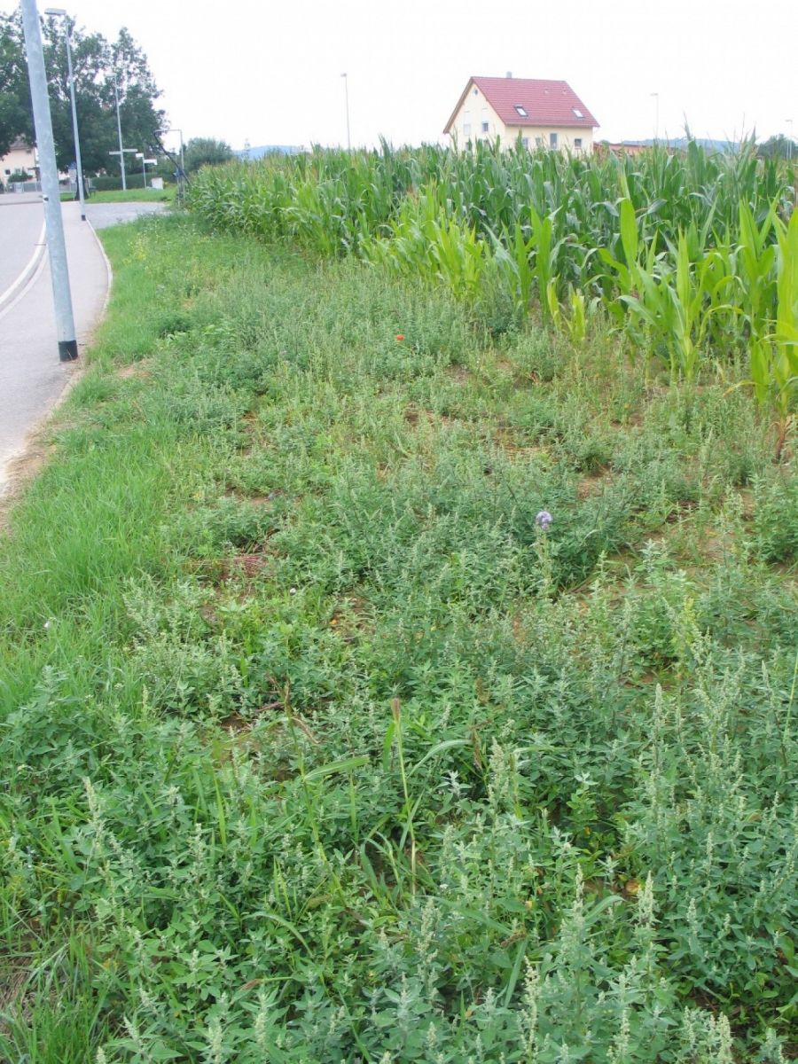 Randstreifenprogramm