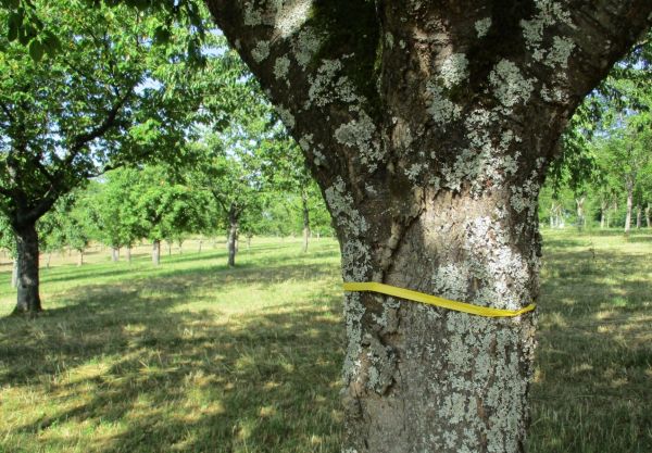 Gelbes Band - Mundraub (© Gemeinde Obersulm)